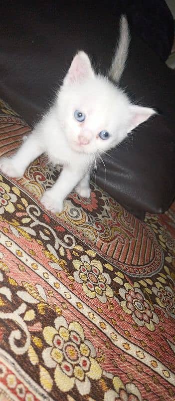 CUTE WHITE KITTENS FOR SALE!! with blue eyes 5