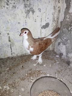 sherazi female for sale