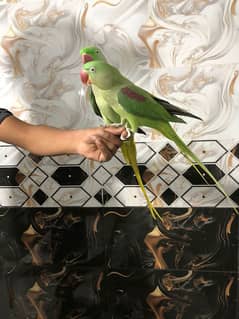 kashmiri raw pair for sale hand tame