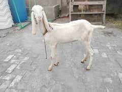 rajanpuri bakri fresh dondi