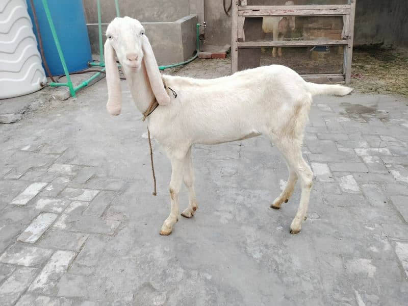 rajanpuri bakri fresh dondi 0