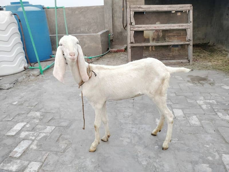 rajanpuri bakri fresh dondi 1