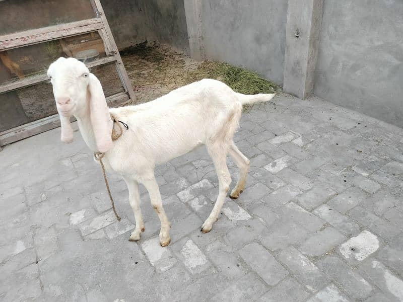 rajanpuri bakri fresh dondi 2