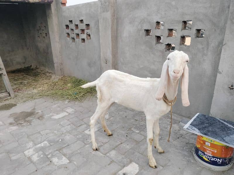 rajanpuri bakri fresh dondi 3