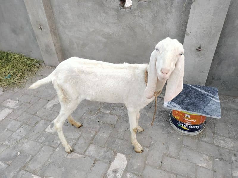 rajanpuri bakri fresh dondi 4