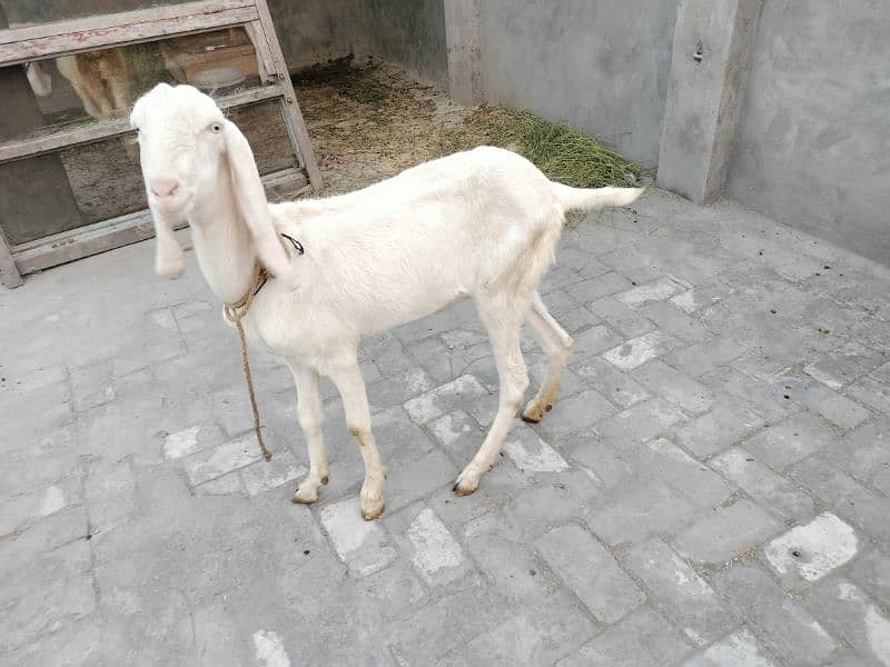 rajanpuri bakri fresh dondi 5