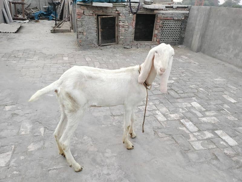 rajanpuri bakri fresh dondi 6