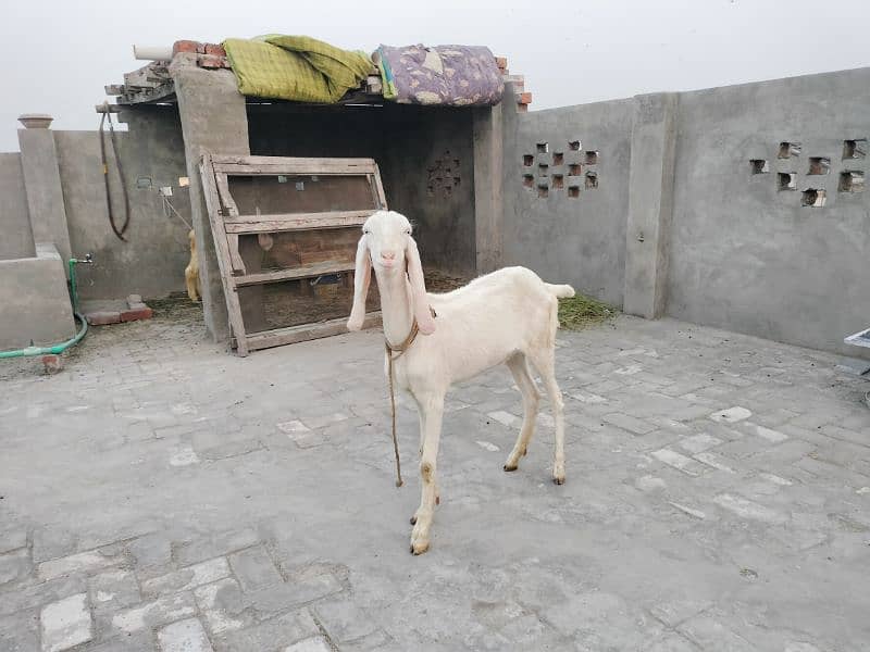 rajanpuri bakri fresh dondi 7