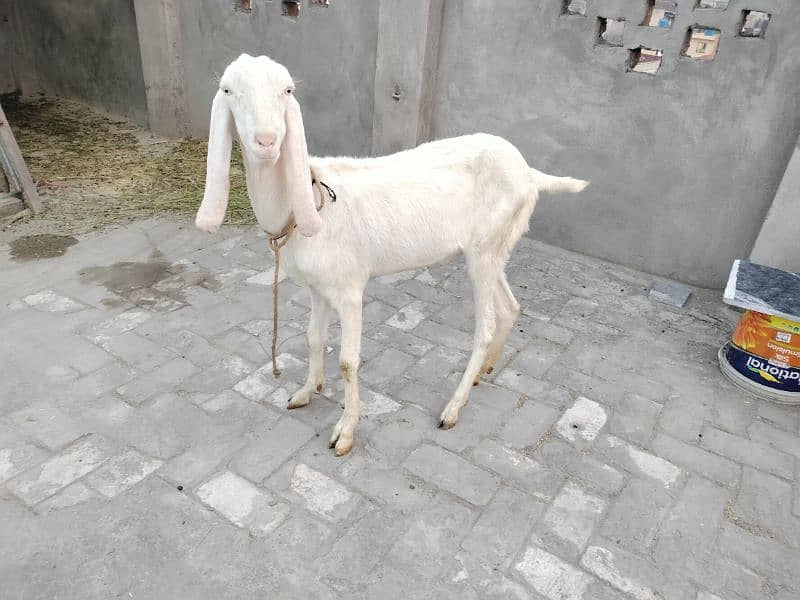 rajanpuri bakri fresh dondi 8