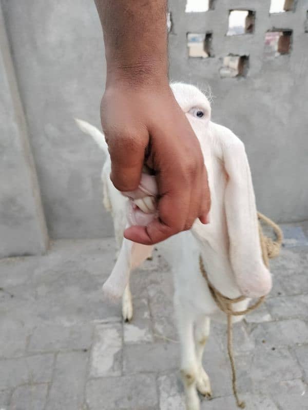 rajanpuri bakri fresh dondi 9