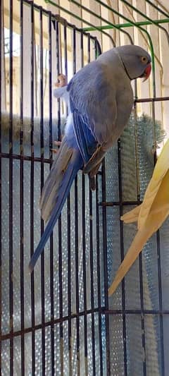 Violet, Yellow Ringneck Breeder Male 0