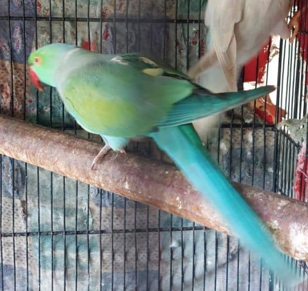 Violet, Yellow Ringneck Breeder Male 1