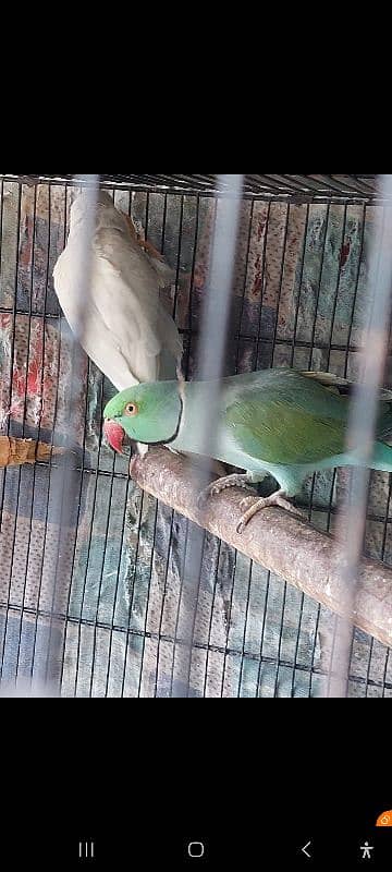 Violet, Yellow Ringneck Breeder Male 3