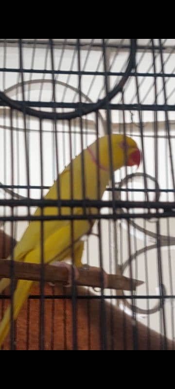 Violet, Yellow Ringneck Breeder Male 4