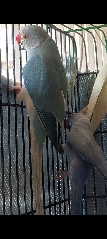 Violet, Yellow Ringneck Breeder Male 5