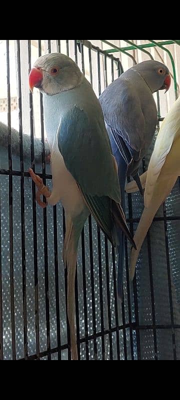 Violet, Yellow Ringneck Breeder Male 7