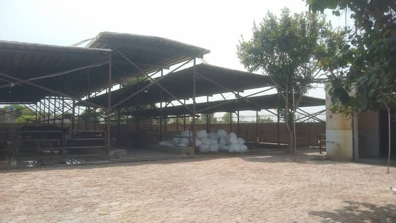 indus cattle farm for sale 1