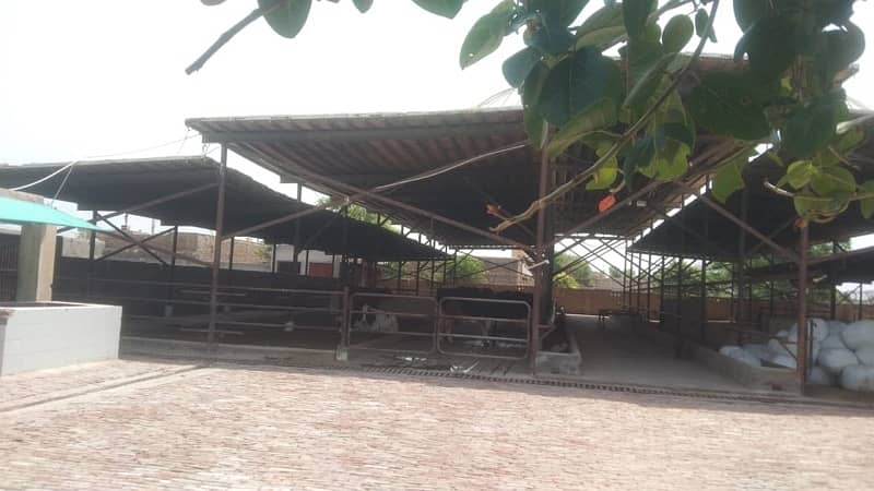 indus cattle farm for sale 2