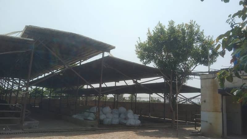 indus cattle farm for sale 3