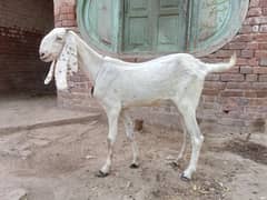 Goat | Rajan puri pair |بکرے | desi Bakra | goat for sale