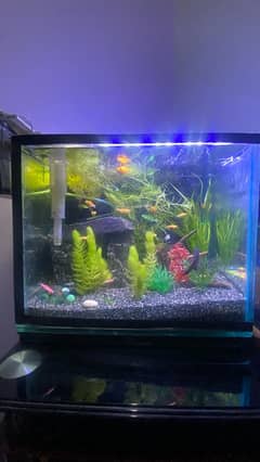 Planted Fish Tank