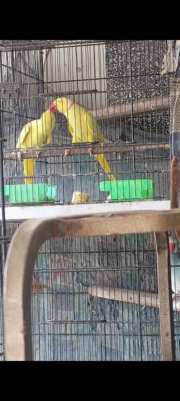 Yellow Ringneck Breeder Pair 0