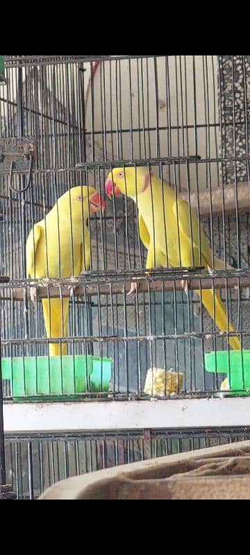 Yellow Ringneck Breeder Pair 1