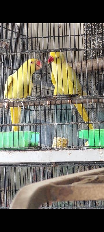 Yellow Ringneck Breeder Pair 2