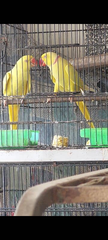 Yellow Ringneck Breeder Pair 3