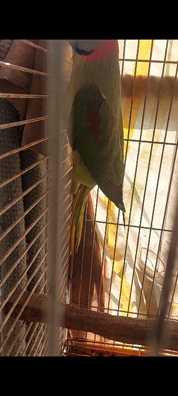 Yellow Ringneck Breeder Pair 4