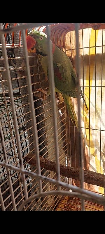 Yellow Ringneck Breeder Pair 5