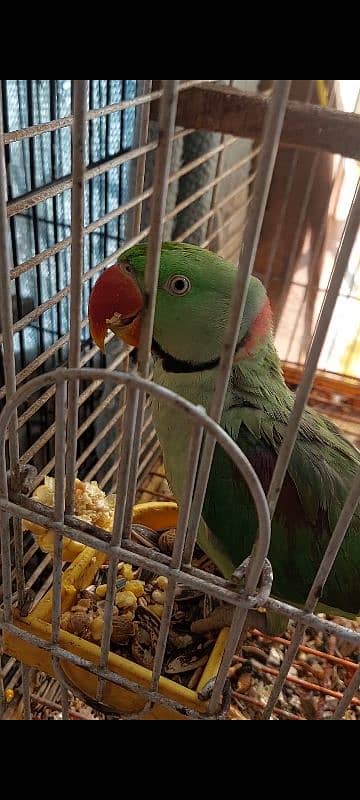 Yellow Ringneck Breeder Pair 6