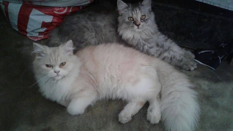 pure Persian punch face triple coated white blue eyes pair   kittens 5