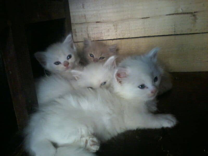 pure Persian punch face triple coated white blue eyes pair   kittens 6