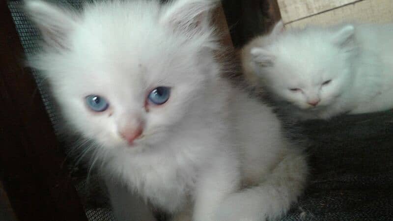 pure Persian punch face triple coated white blue eyes pair   kittens 7