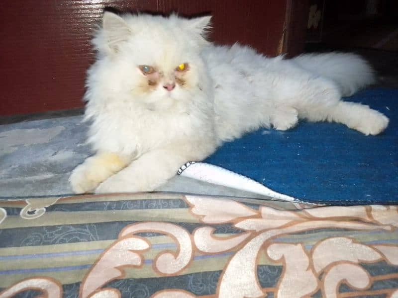 Persian fawn male available 2