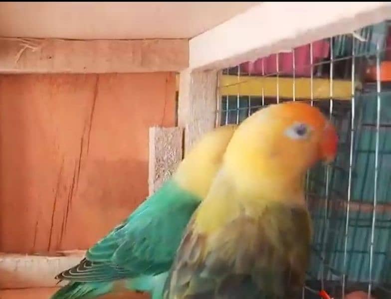 Albino love birds sale for urgent basis 0