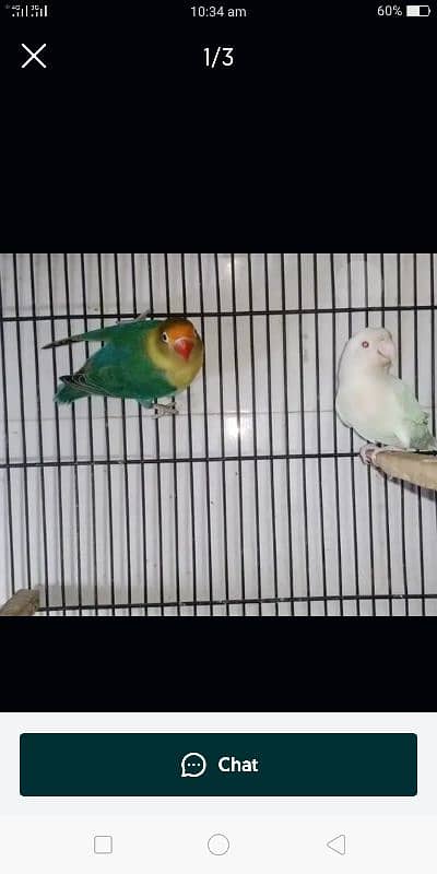 Albino love birds sale for urgent basis 1