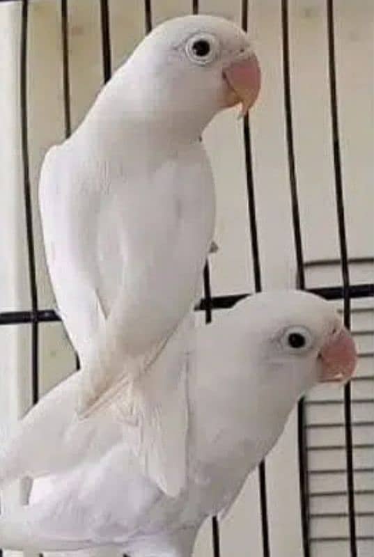 Albino love birds sale for urgent basis 2