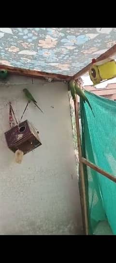 ringneck breader pair with chicks