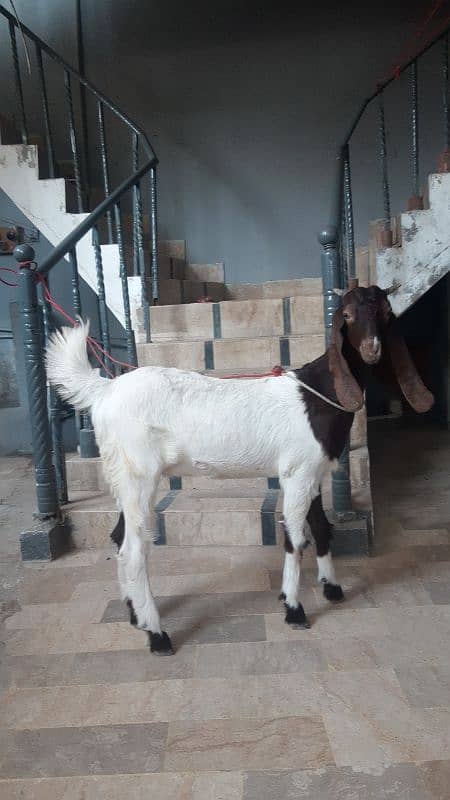 female goat 1