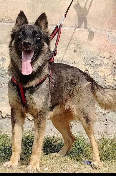 pure bhagyary female age 11 month for sale sequrty dogs 0