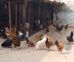 Golden misri hen | Egg laying Hens | Murgiya | desi Hen | Desi murgi