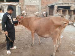 jarsi cross cow