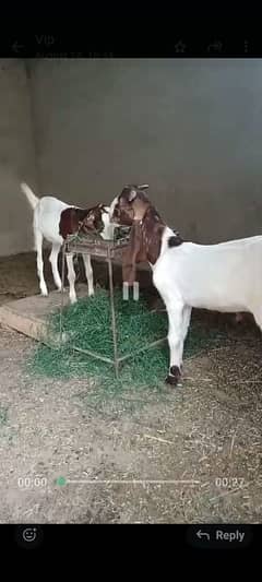 complete setup of goats for Sale different breads