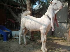 Gulabi Bakra Bakri for sale