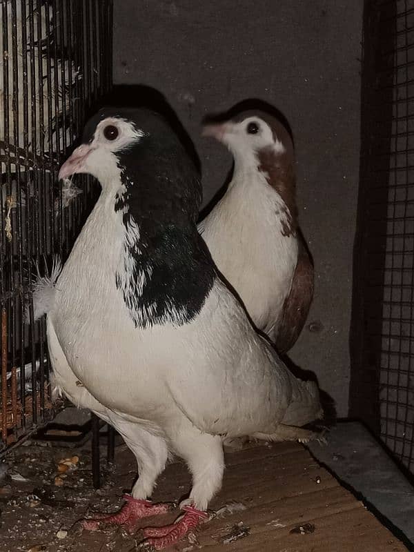 Sherazi Breeder Pair 2