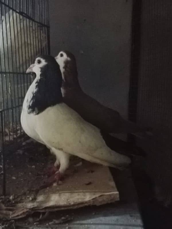 Sherazi Breeder Pair 5