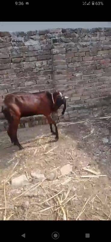 nagra beetal bakri 1