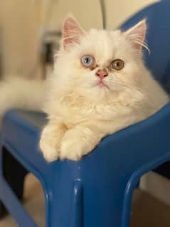 persian white female kitten